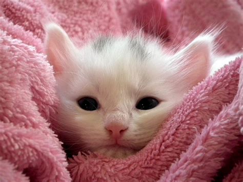 cute cat free image|really cute pictures of cats.